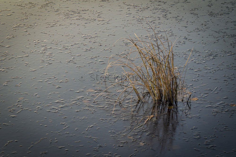 Similar – puddle Sun Gardening Plant