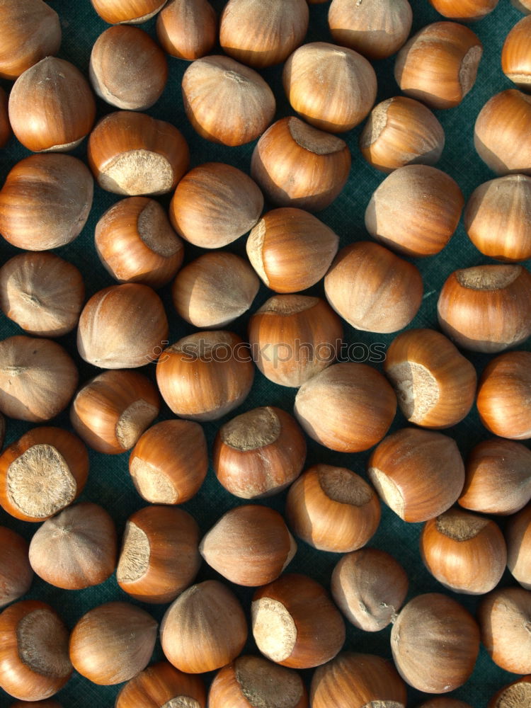 Similar – Image, Stock Photo #AS# many chestnuts Art