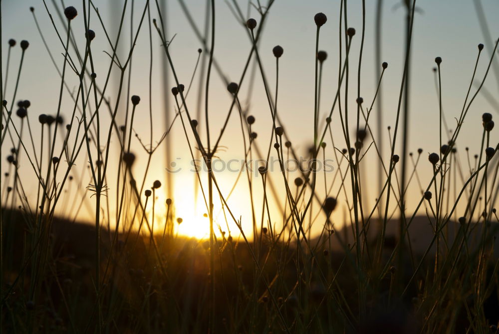 Similar – Die letzten Sonnenstrahlen