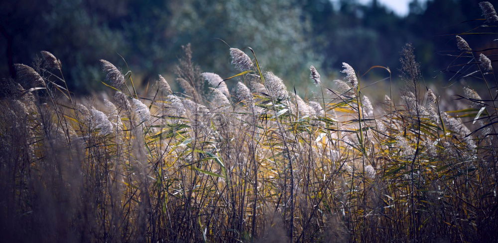 Similar – grass Grass Green Stalk