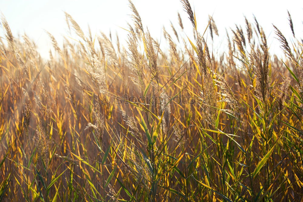 Similar – Dry meadow Evening Berlin