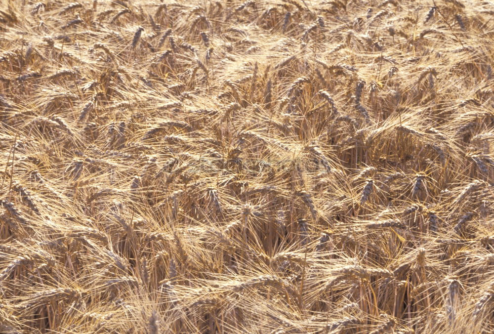 Similar – Image, Stock Photo Corn Sea Cornfield Wheat