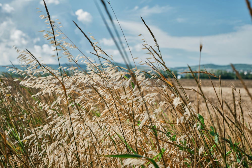 Similar – grain °2 Field Summer