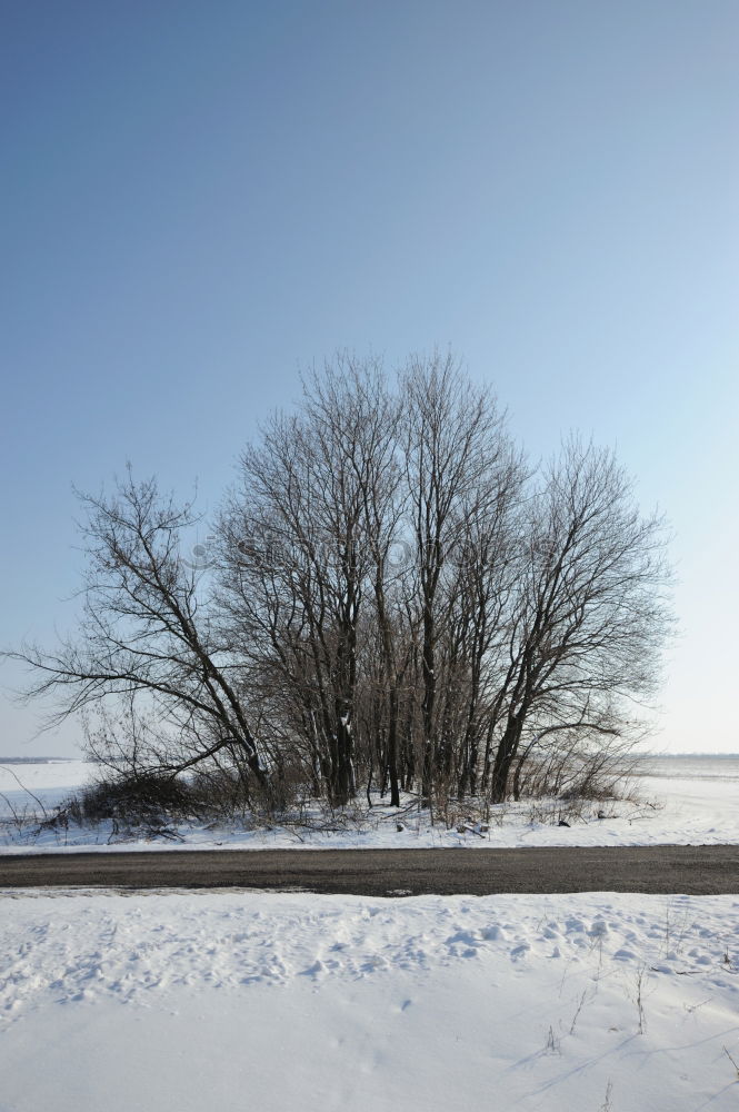 Similar – alone tree Winter Snow Sun