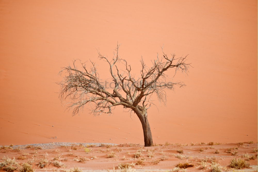 Similar – Deadvlei (Namibia)