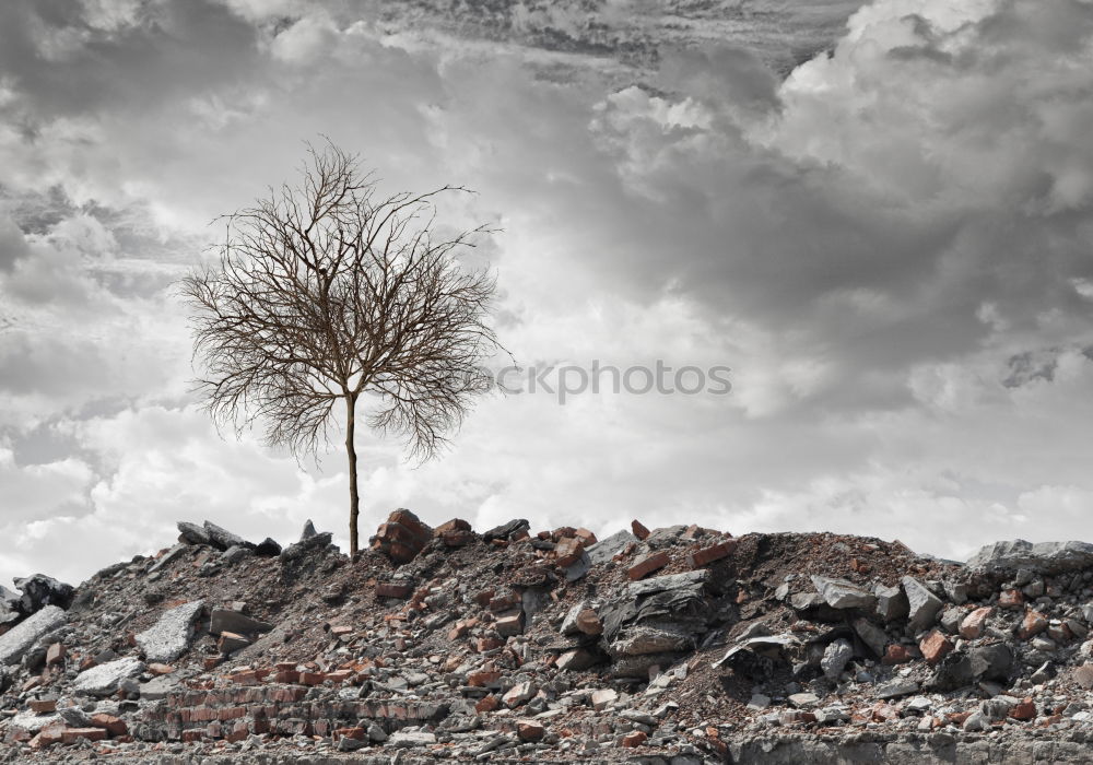 Similar – Image, Stock Photo Christmas tree Fir tree