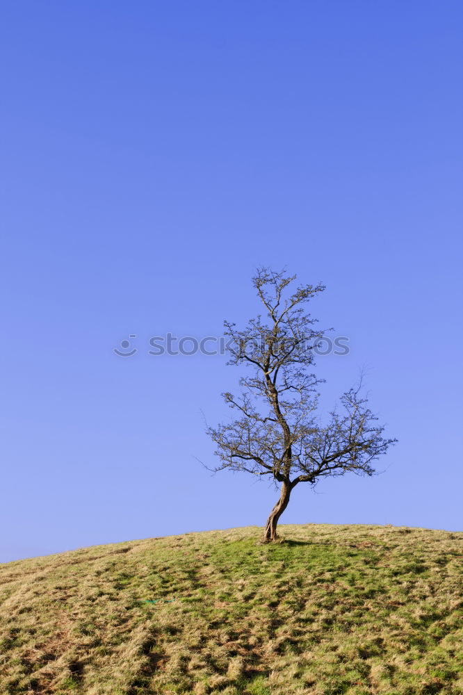 Similar – Image, Stock Photo hiker 2 Tree Hill Bushes