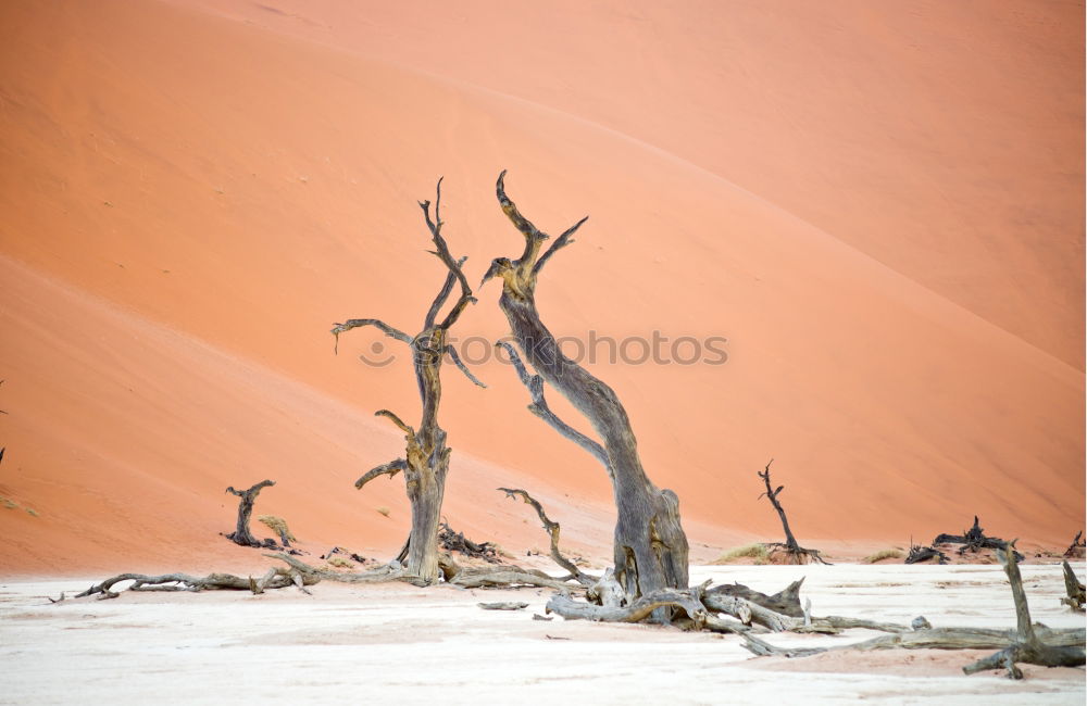 Similar – Deadvlei (Namibia)