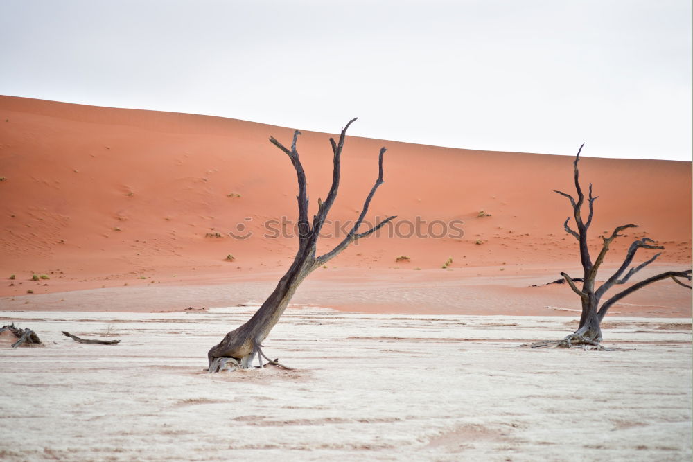 Similar – Deadvlei (Namibia)