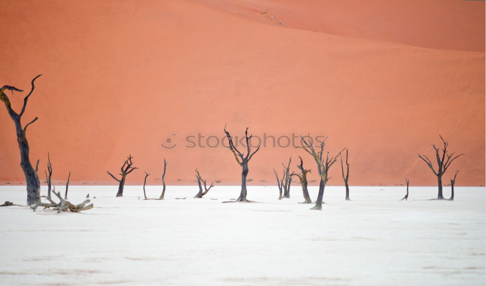 Similar – Deadvlei (Namibia)