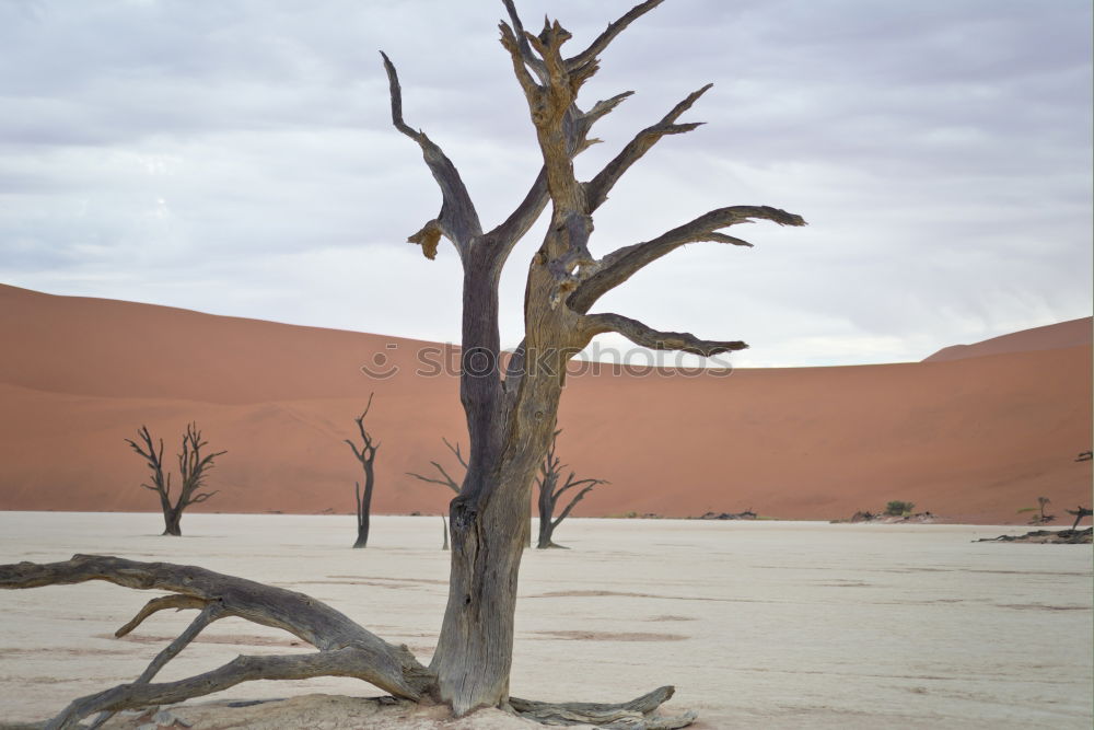 Similar – Deadvlei (Namibia)