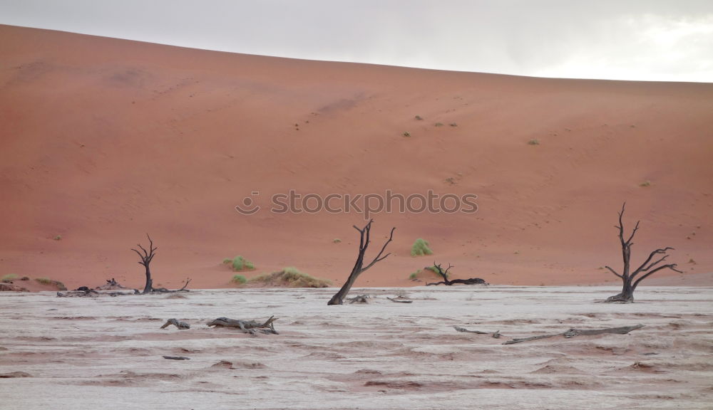 Similar – Image, Stock Photo desert Tree Egypt Desert