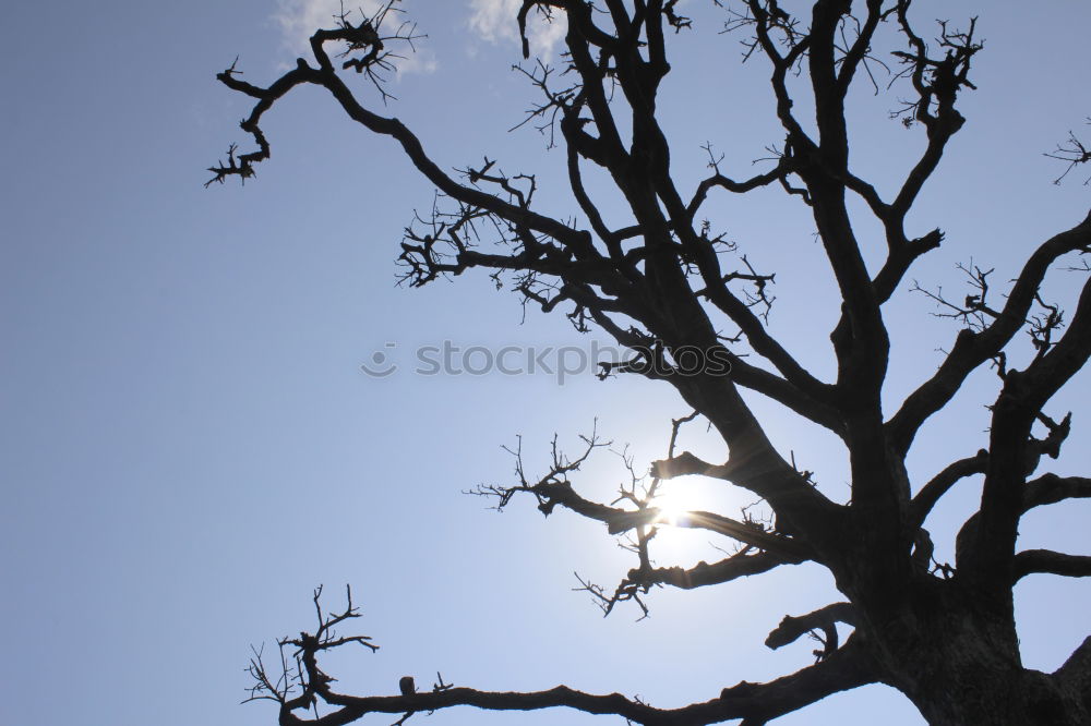 Similar – Foto Bild Black Hole Sun Baum