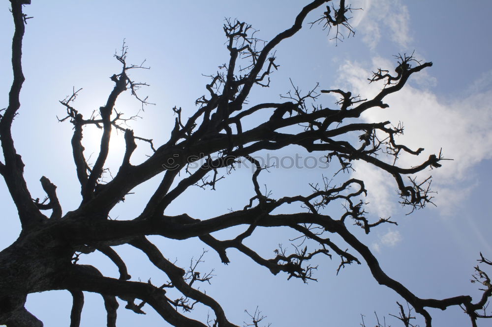 Similar – Ceiba tree Tree