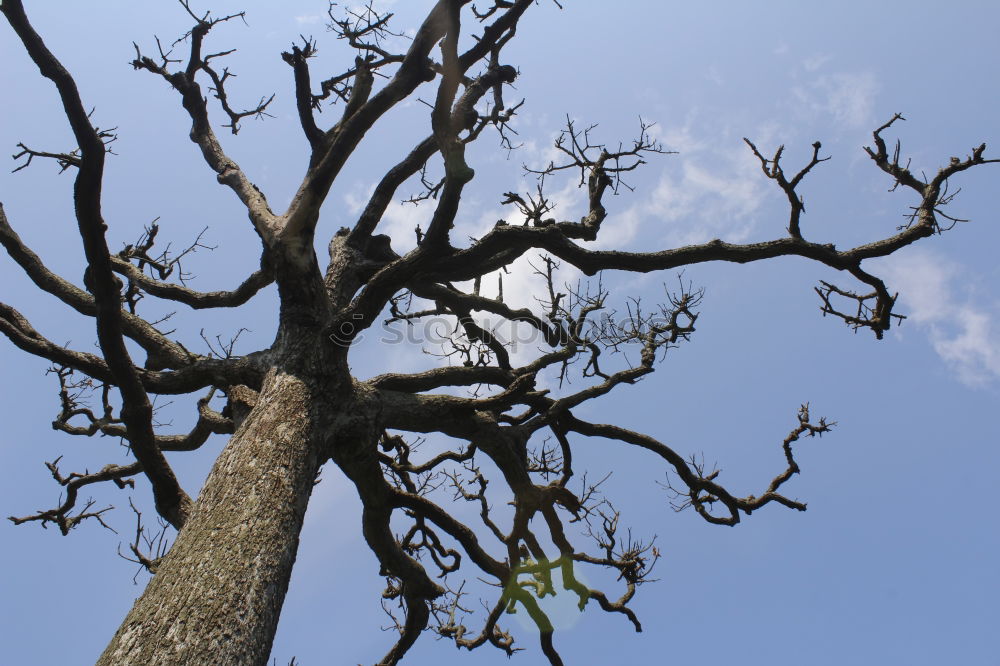 Similar – Ceiba tree Tree