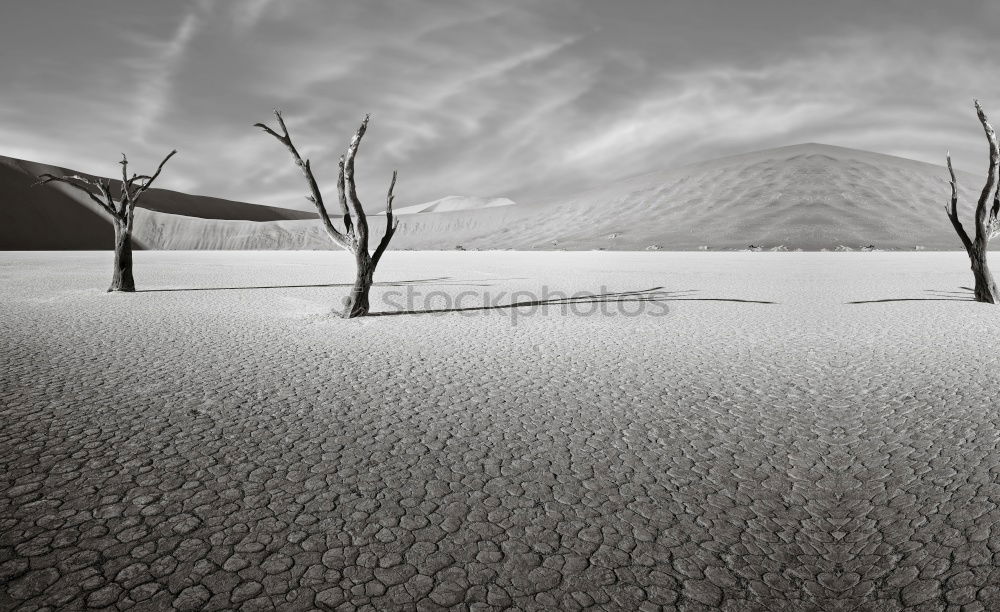 Similar – extinct Desert Tree Death