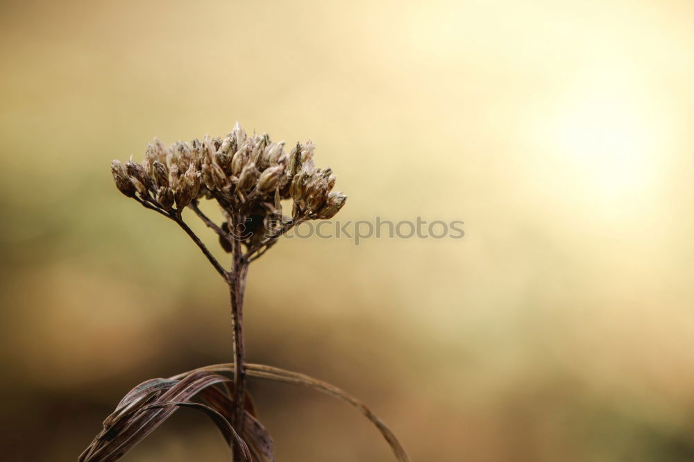 Similar – Image, Stock Photo OneDrop Environment Nature