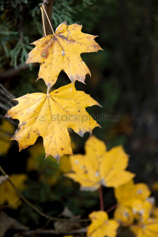 Similar – Image, Stock Photo autumn colours Healthy