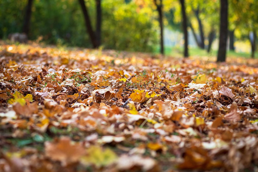 Similar – Image, Stock Photo Autumn coloured foliage on the ground
