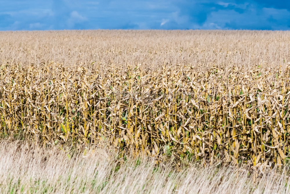 Similar – Foto Bild maisfeld Umwelt Natur