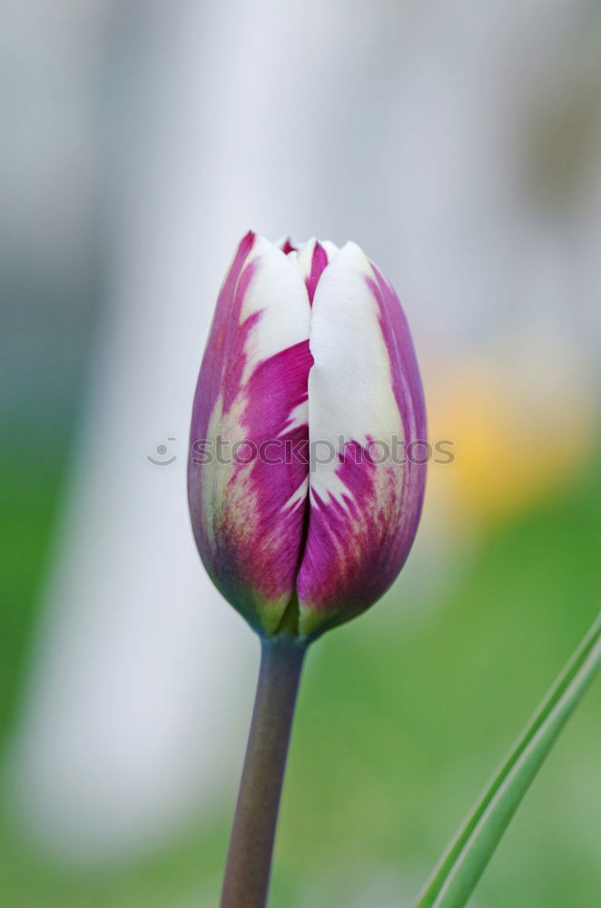 Similar – Tulip shows middle finger