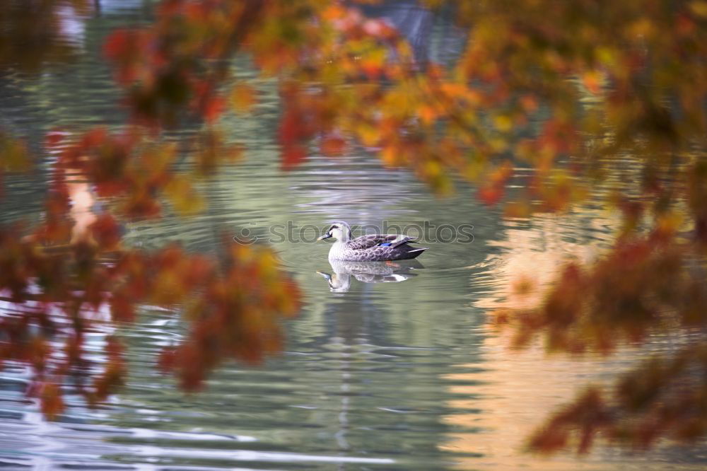 Similar – Image, Stock Photo swan lake Trip Nature