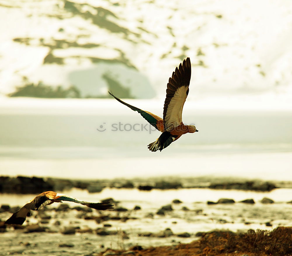 Similar – Image, Stock Photo Up and away! North Sea