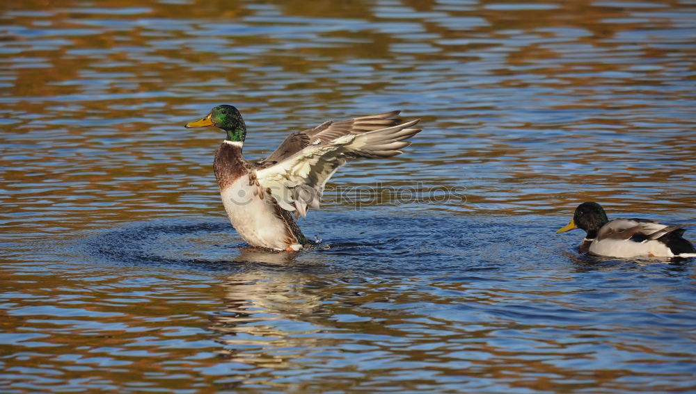 Similar – Tail in the air Water Pond