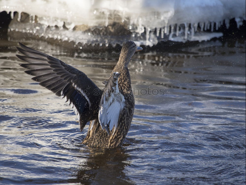 Similar – Image, Stock Photo duckattack Coast Lakeside