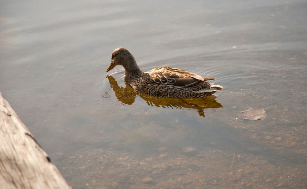 Similar – Ente Schnabel Tier Vogel