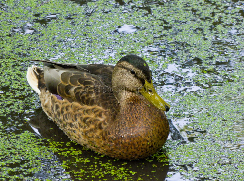 Similar – Ente Schnabel Tier Vogel