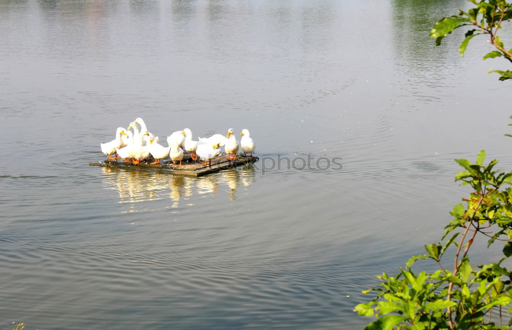 Similar – seagulls in rank and file