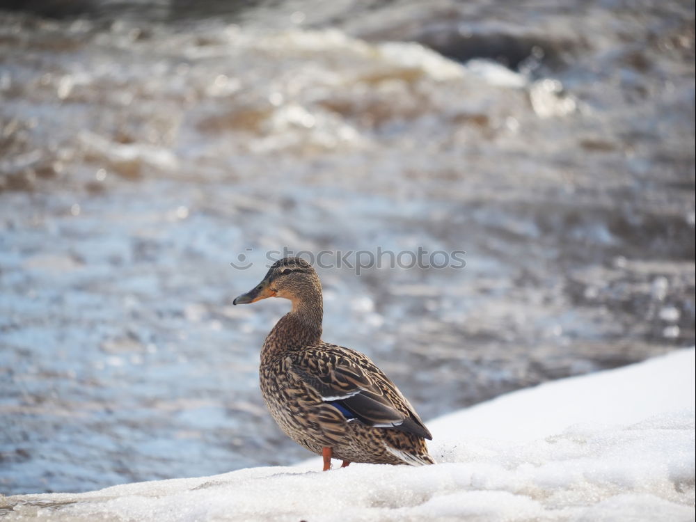 Similar – Image, Stock Photo Måke Sky Winter Ice Frost