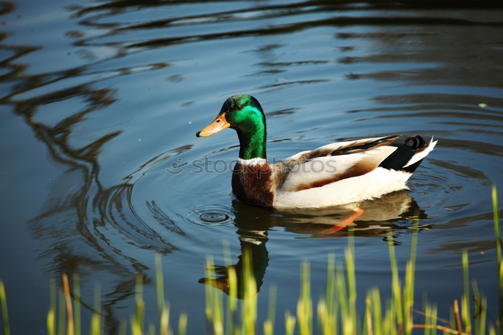 Similar – Image, Stock Photo morning laundry Bird