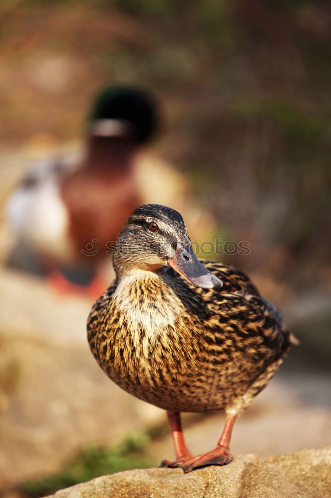 Similar – Image, Stock Photo ladies’ choice Duck Bridge