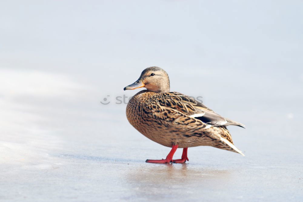 Similar – Image, Stock Photo waiting Colour photo