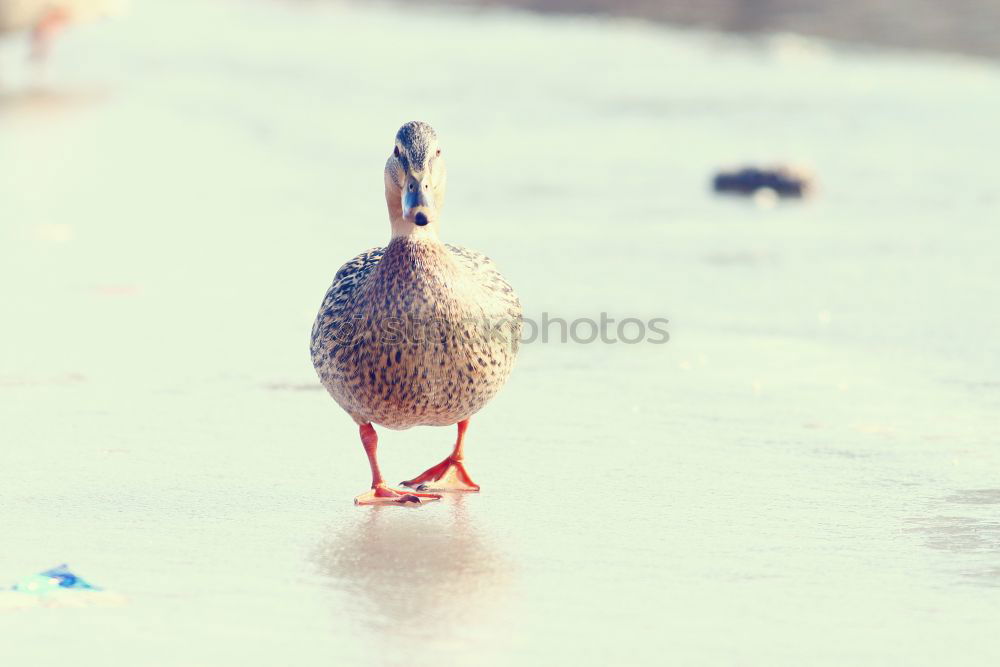 Similar – Image, Stock Photo very close. Cloudless sky