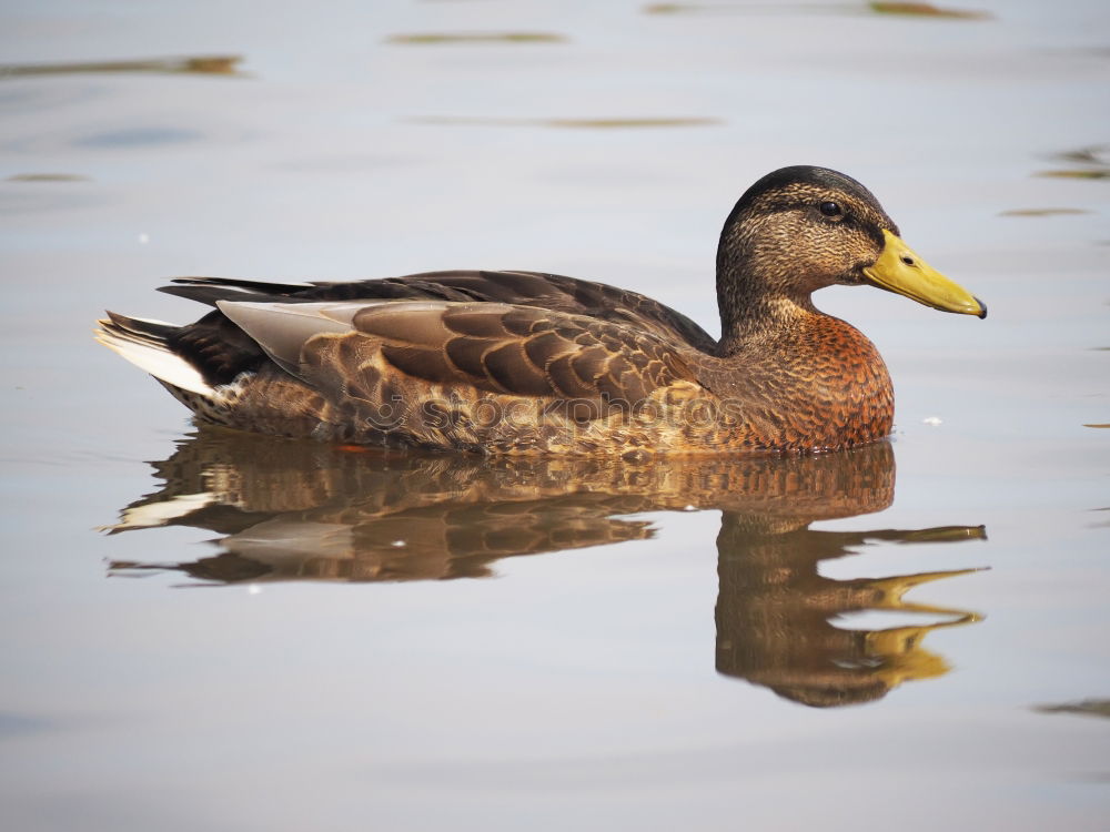 Duck good, all good Animal