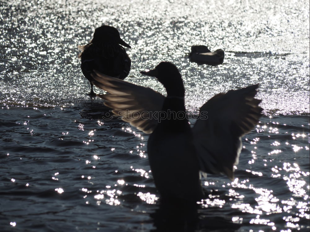 Similar – Image, Stock Photo Discovered, Sitting Great White Egret (Ardea alba) under a bridge. Sighted in Elanora