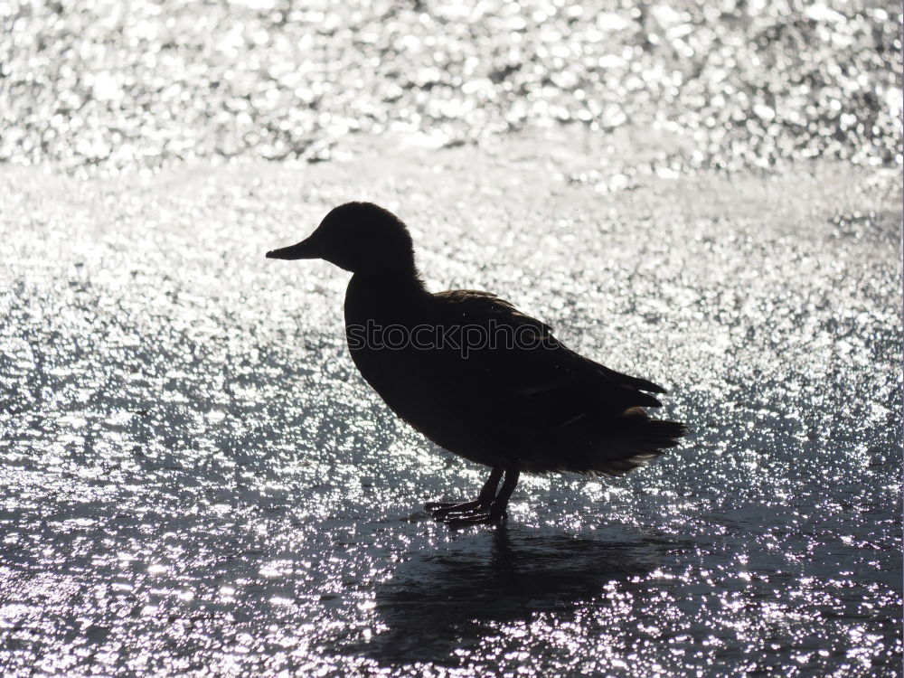 Similar – Image, Stock Photo A bird sits on a roof and looks. Flutebird, known for its attacks on humans. It has the ability to imitate voices. Queensland / Australia