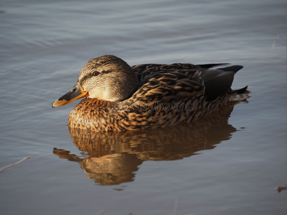 Similar – Image, Stock Photo Duck I Environment Nature