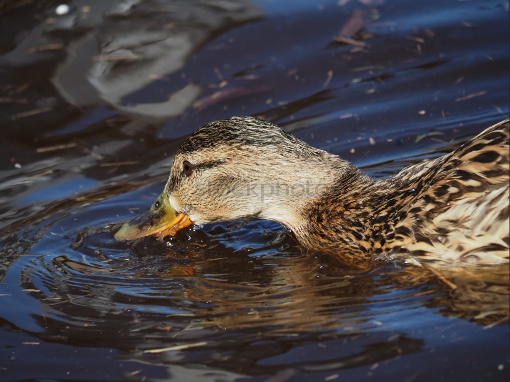 Similar – Image, Stock Photo Duck I Environment Nature