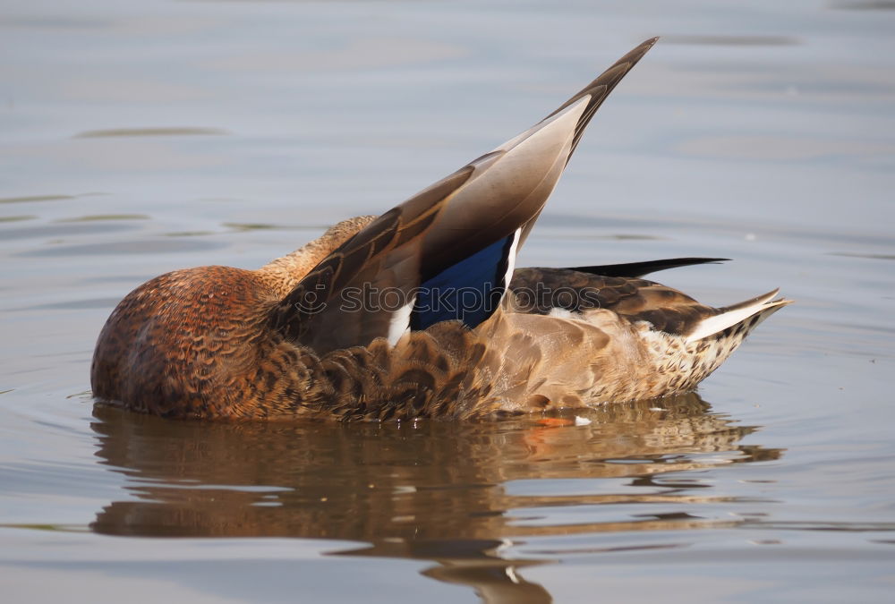 Similar – water duck Sweet Cute