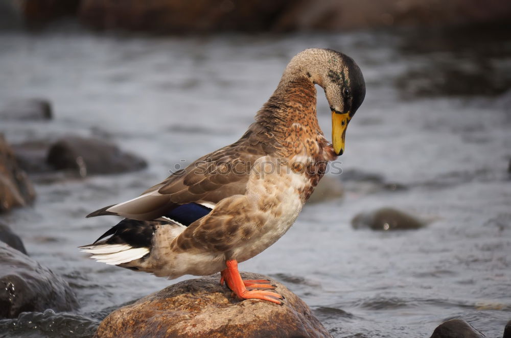 Similar – Image, Stock Photo Duck I Environment Nature