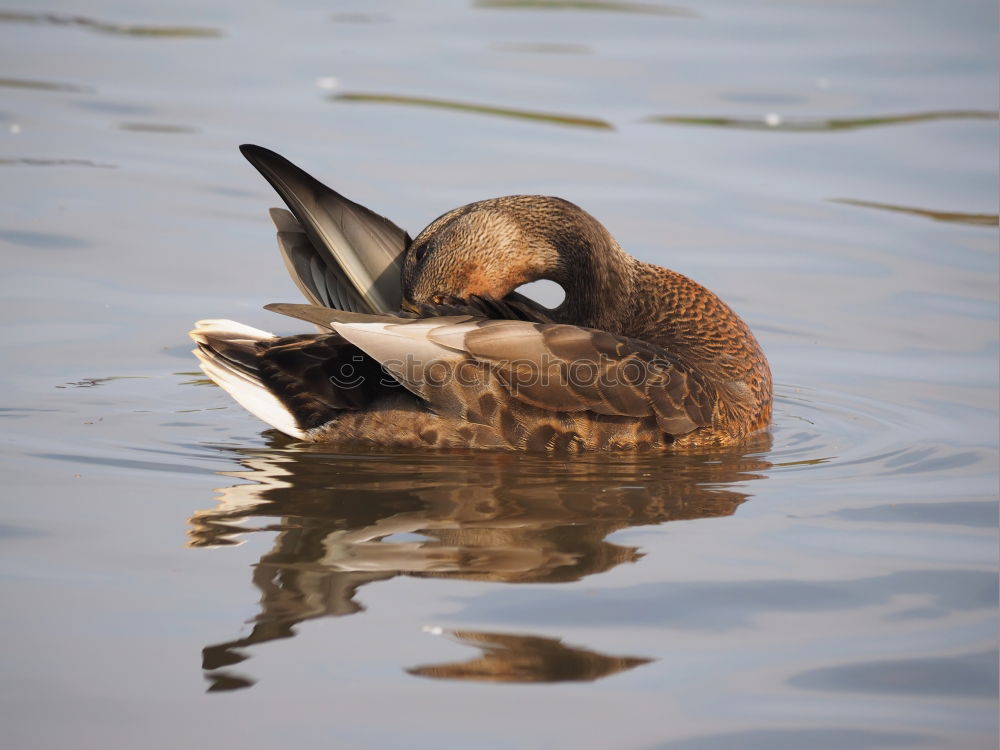 Similar – water duck Sweet Cute