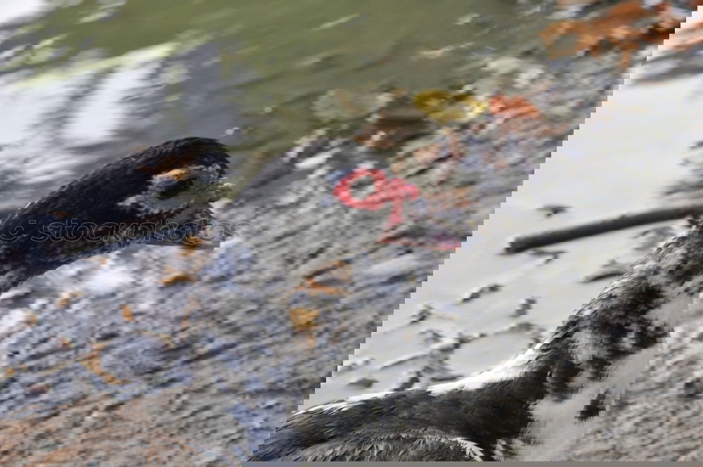 Similar – Foto Bild Hafen-Ente Farbfoto