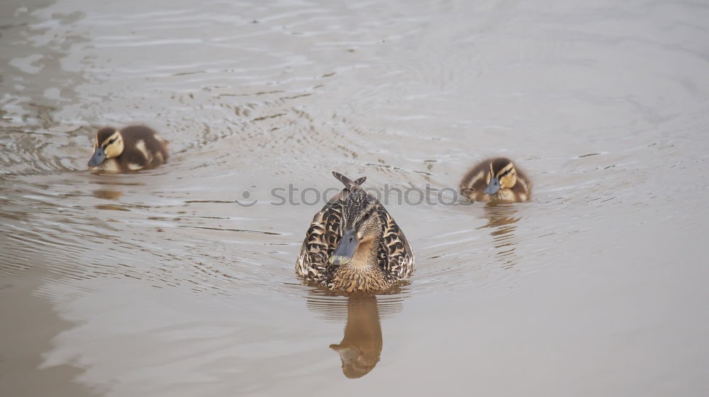 Similar – Image, Stock Photo The Gang of Four