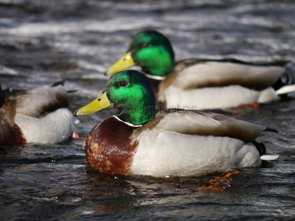 Similar – Image, Stock Photo garbENTEich