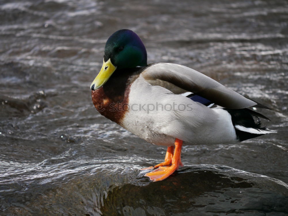 Similar – Image, Stock Photo morning laundry Bird