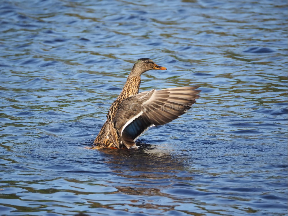 Similar – Image, Stock Photo conductor Nature Animal